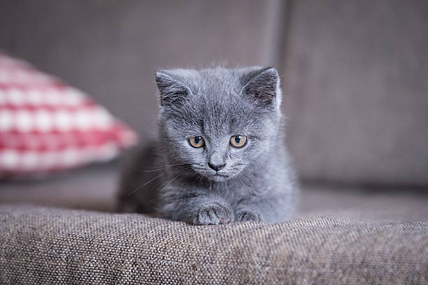 istock The grey shorthair kitten 618025688