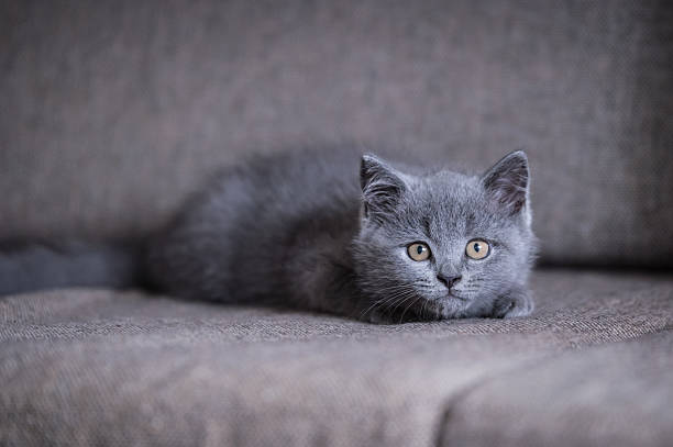 istock The grey shorthair kitten 618025776