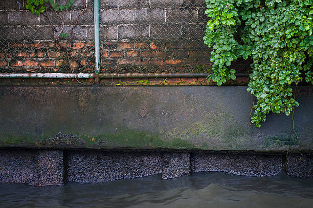 istock plant on wall brick prevent water canal background 618025796