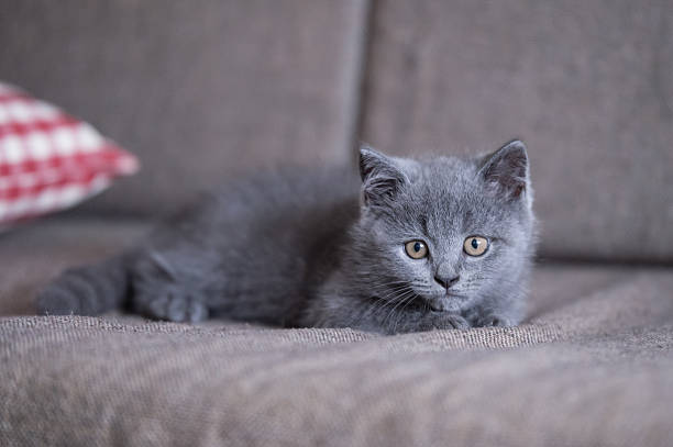 istock The grey shorthair kitten 618025804
