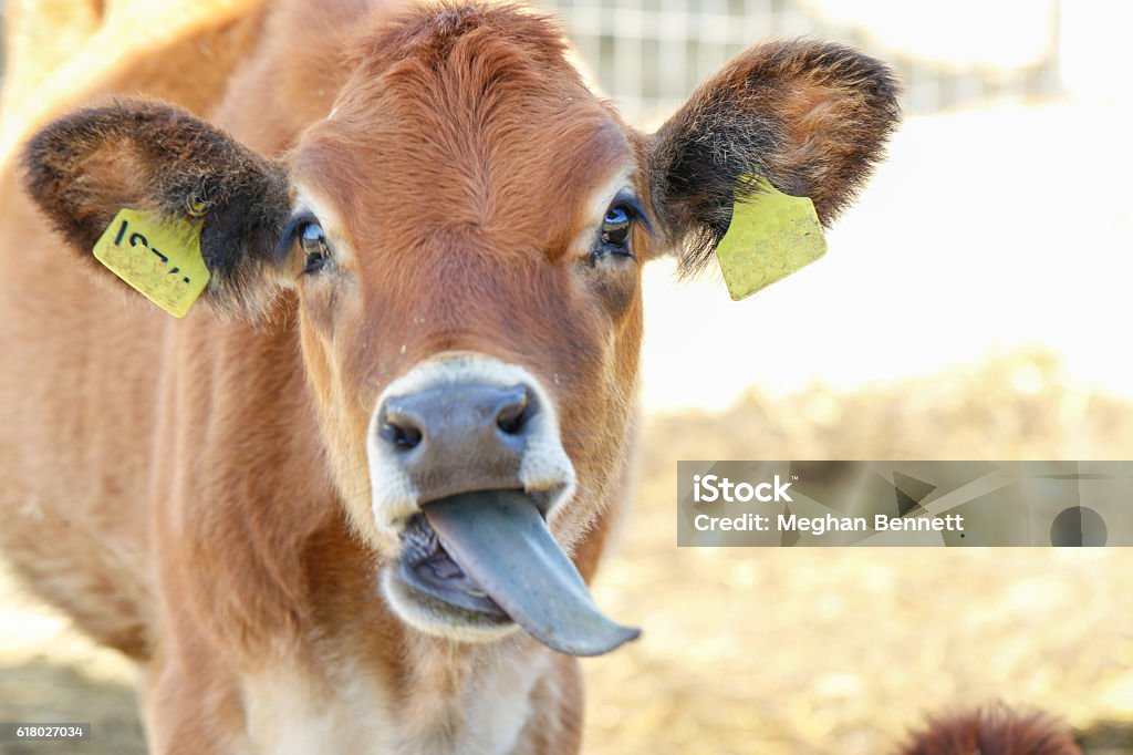 Animals: Cow close up Cow looking into the camera Animal Stock Photo