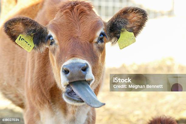 Animals Cow Close Up Stock Photo - Download Image Now - Animal, Animal Body Part, Animal Head