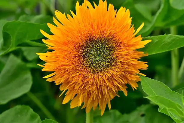 Photo of Sunflower: Matisse