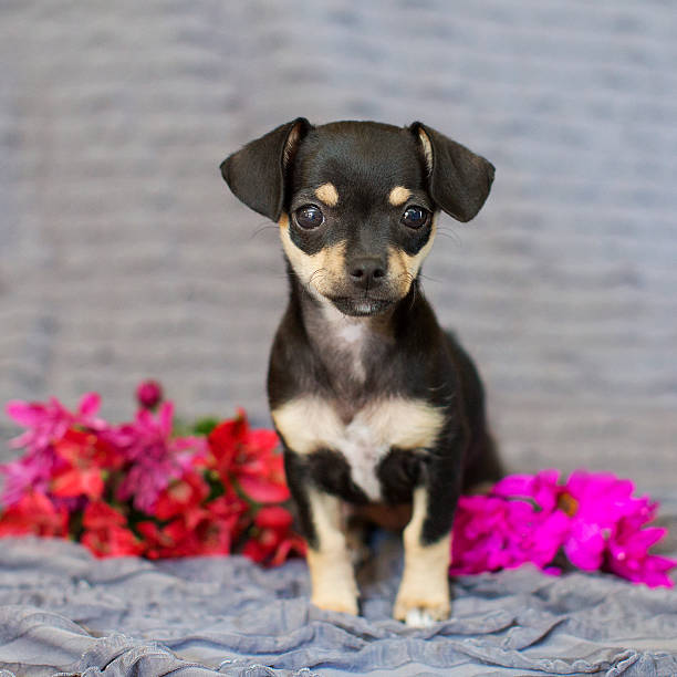 istock chihuahua puppy 618027320