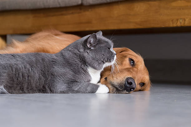 istock Golden retrievers and shorthair 618027786