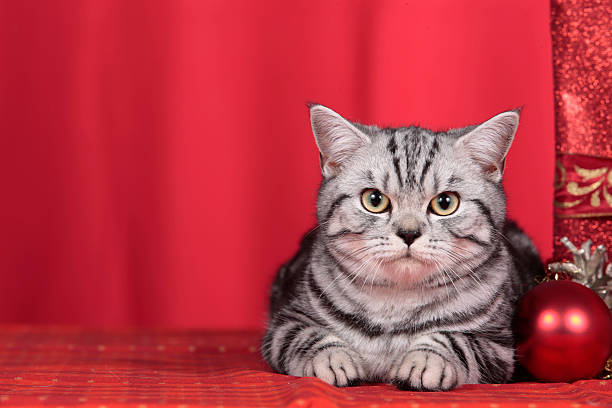 British shorthair cat with christmas decoration and christmas gift