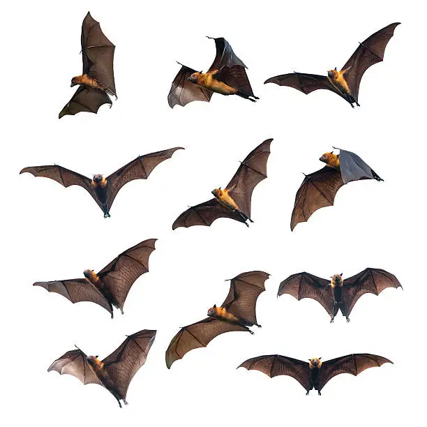 Photo of Flying bats isolated on white background