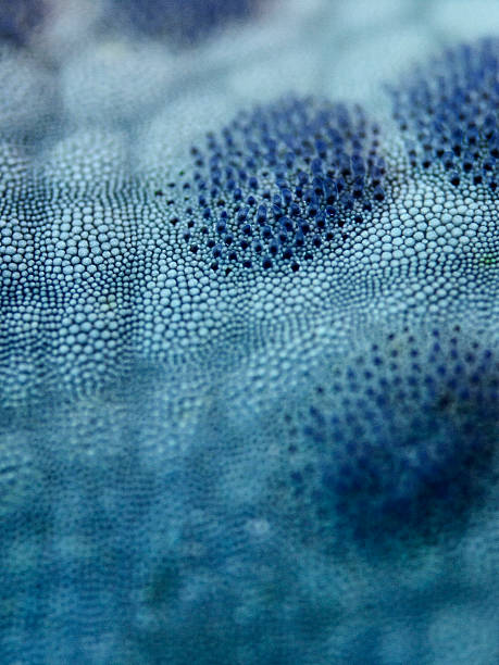Starfish skin close, starfish skin surface