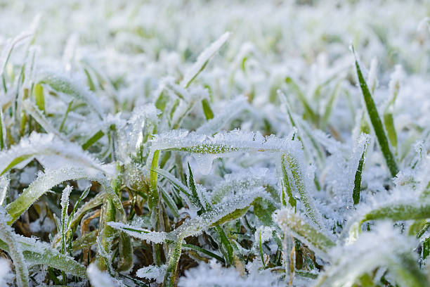 istock Green grass field covered with frost. 618031516