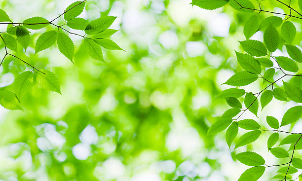 istock Fresh Green Leaves in the Forest 618032398