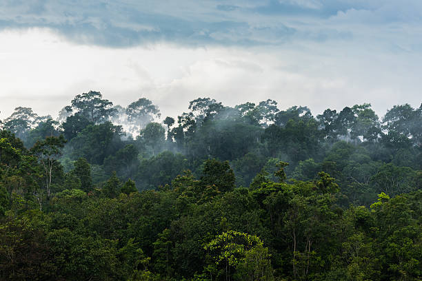 istock tropical rainforest,Khao Yai National Park Thailand 618032670