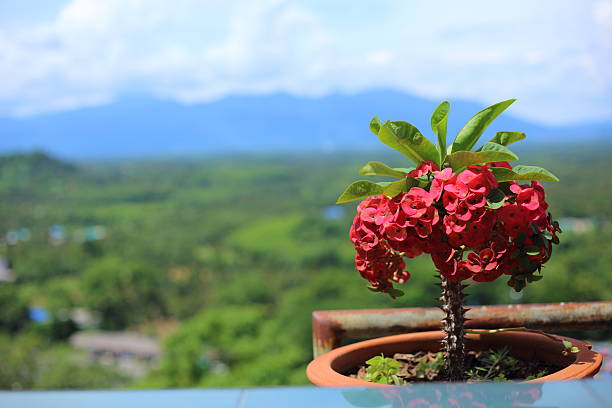 Euphorbia milii flower