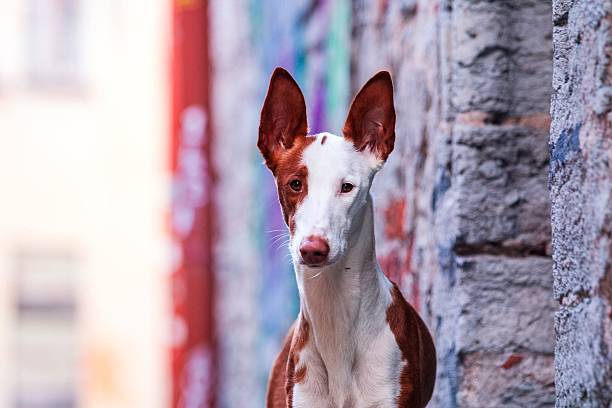 ibizan hound in old town - podenco imagens e fotografias de stock