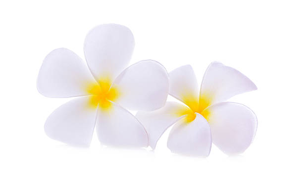 istock White plumeria rubra flower 618033864