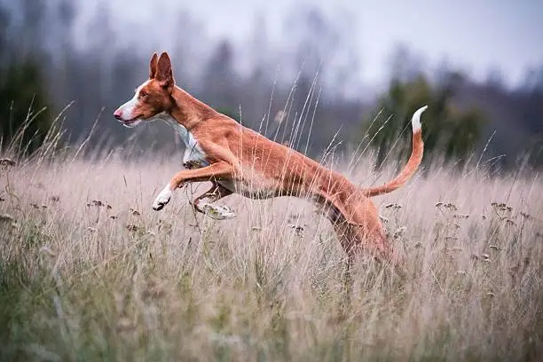 Young Ibizan Hound running free on field