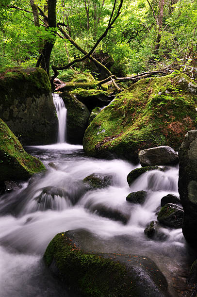 istock Water Cascades With Moss Covered Rocks in Deep Valley 618034834