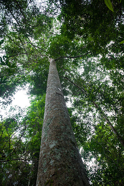 istock Tropical rain forest with green trees,nature green wood 618035260