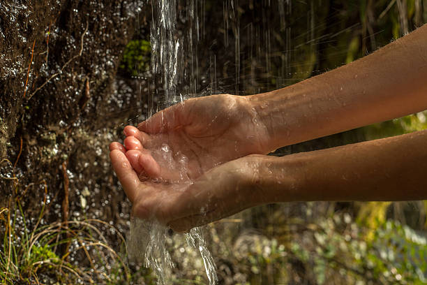 Close up on woman's hands cupped catching water falling from rainforest waterfall.