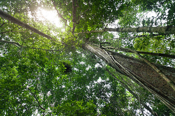 istock Tropical rain forest with green trees,nature green wood 618036312