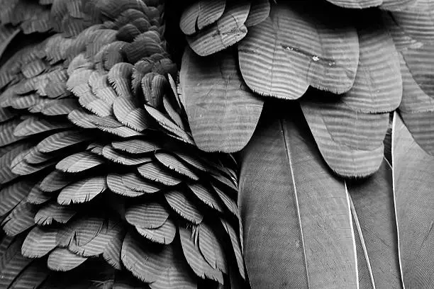 Photo of Background pattern of black feathers.