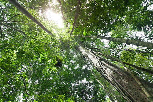 istock Tropical rain forest with green trees,nature green wood 618036608