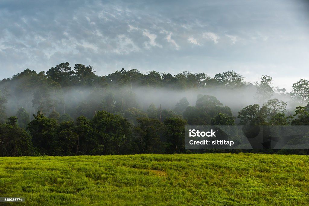 Wilgotny Las Równikowy Wygląd Wilgotny Las Równikowy Park Narodowy Khau Yai Tajlandia - zdjęcia