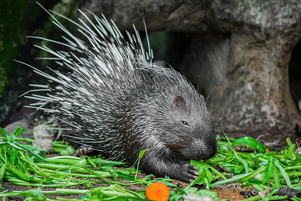 istock Porcupine and vegetables. 618037206