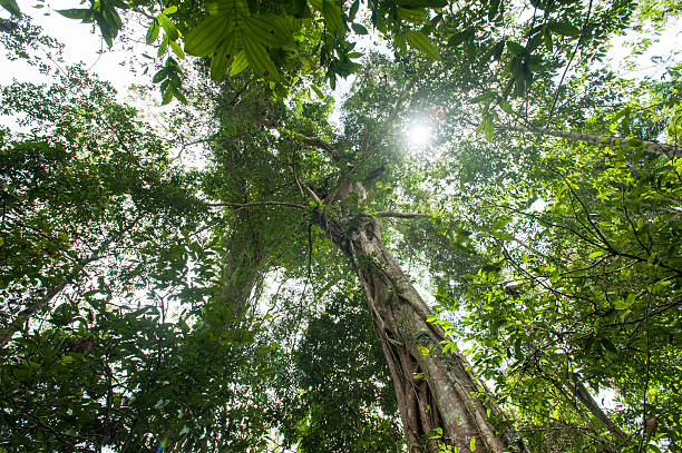 istock Tropical rain forest with green trees,nature green wood 618037592