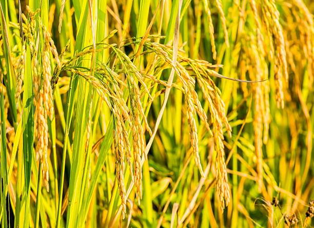 istock rice field and sunshine for background 618038158