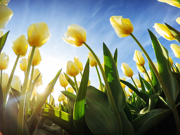 istock Yellow tulips on a background of blue sky 618038258