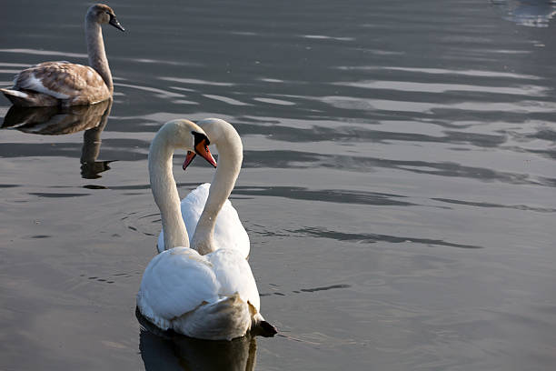 istock white swans floating on the water 618038630