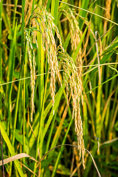istock rice field and sunshine for background 618038808