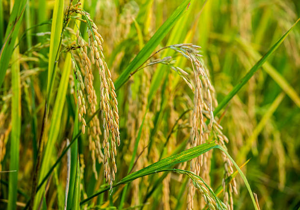 istock rice field and sunshine for background 618039130