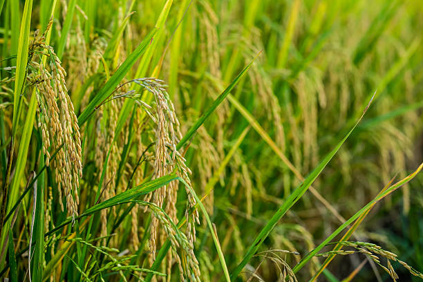 istock rice field and sunshine for background 618039974