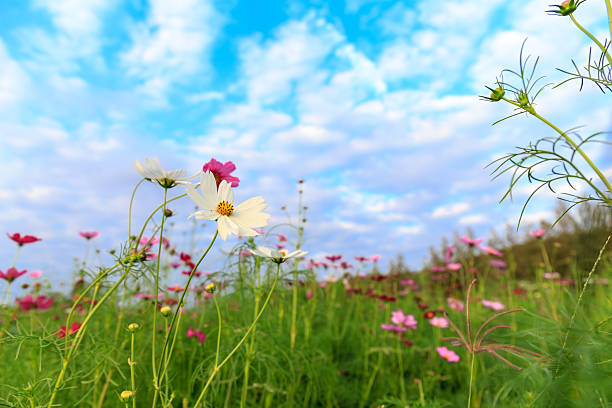 istock White and pink cosmos flower on field with sky 618042154