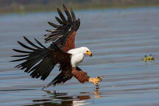 fish eagle at the last moment to attack prey, Kenya