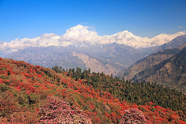 istock Rhododendrons Grove Dhaulagiri peak 618043856