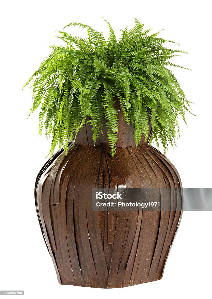 Interesting bulbous wooden flower box Interesting bulbous wooden flower box with a lush green fern growing in it isolated on white Botany Stock Photo