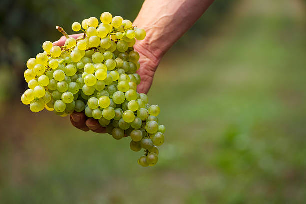 istock Farmers hand with cluster of white grapes 618046126
