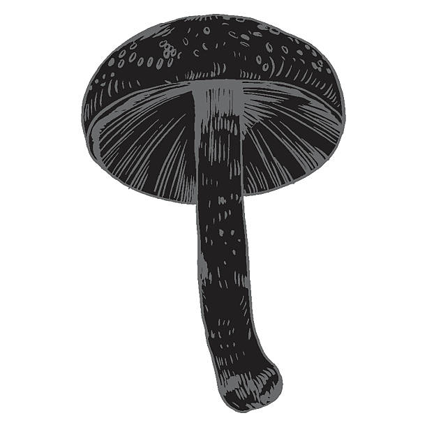 istock vector hand drawn ink illustration of mushroom from the forest 618046272