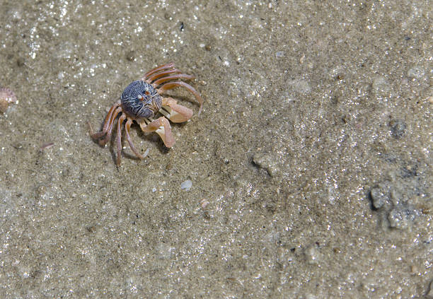 istock Sand Crab on the beach in Thailand 618046582