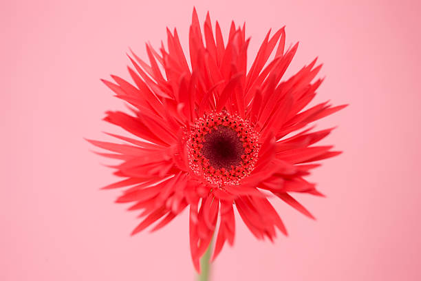 istock Close up of gerbera 618046702
