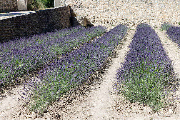 istock Lavender Provence France 618047226