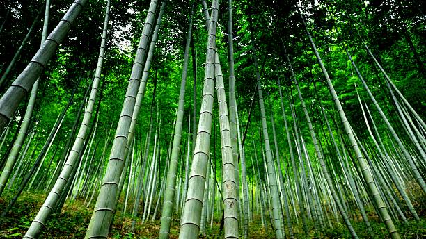 захватывающий бамбуковый лес 002 - huangshan mountains стоковые фото и изображения