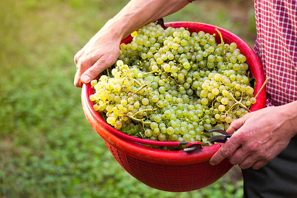 istock Worker Holding Bucket filled with White Grapes 618048014