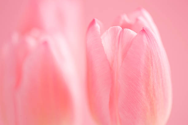 istock Close up of tulips 618049004