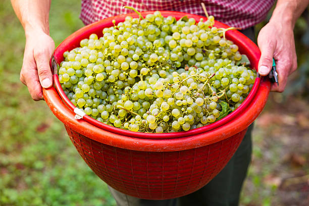 istock Worker Holding Bucket filled with White Grapes 618049026