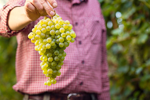 istock Farmer showing cluster of white grapes 618049344