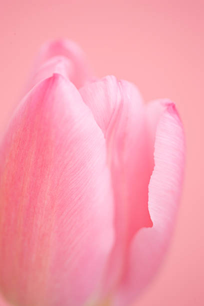 istock Close up of tulip 618049984