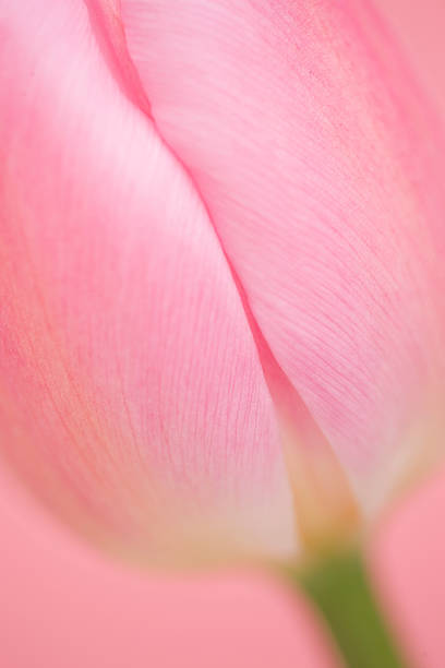 istock Close up of tulip 618050020